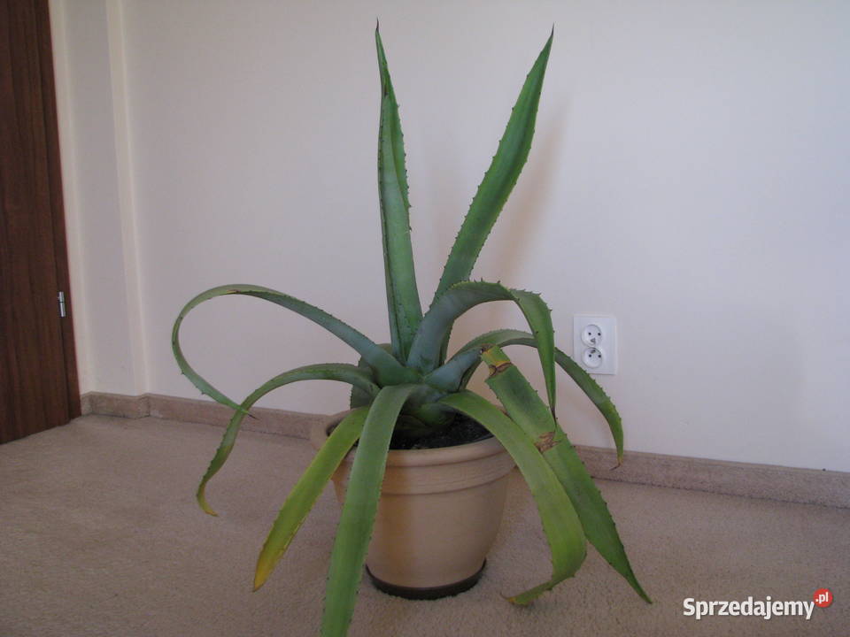 Piękna duża agawa ogrodowa 3 małopolskie Brzegi