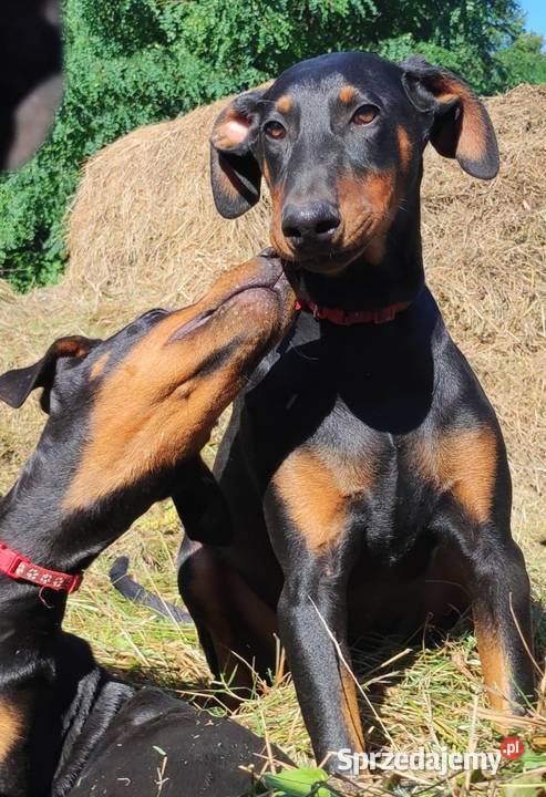 Szczenięta Dobermana do sprzedania Dobre