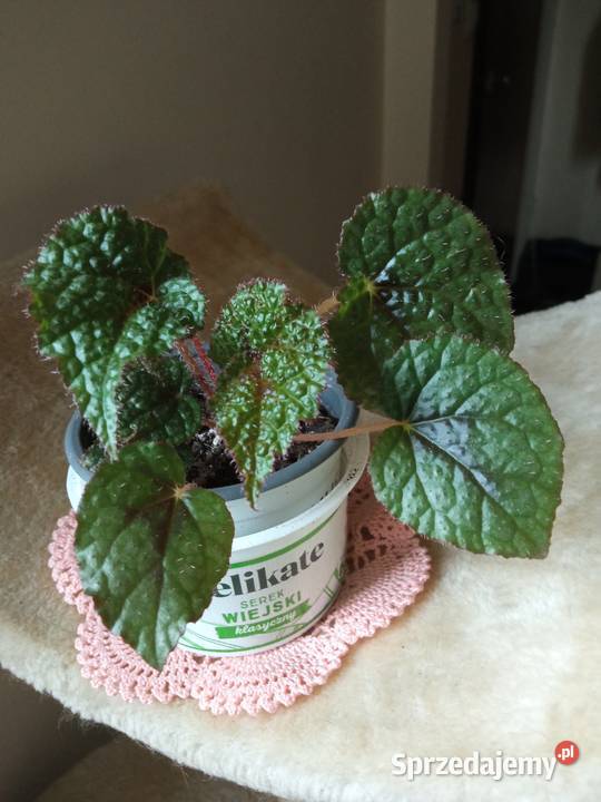 Żyworódki fiołki i inne kwiatki 10 Białystok