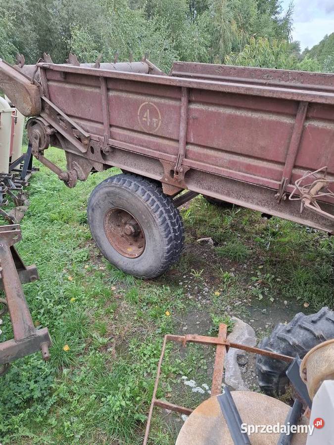 Rozrzutnik Ruski Nowa Słupia sprzedam