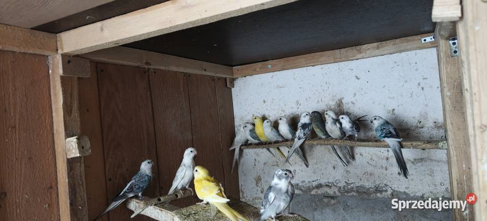 Papugi świergoty Kraków