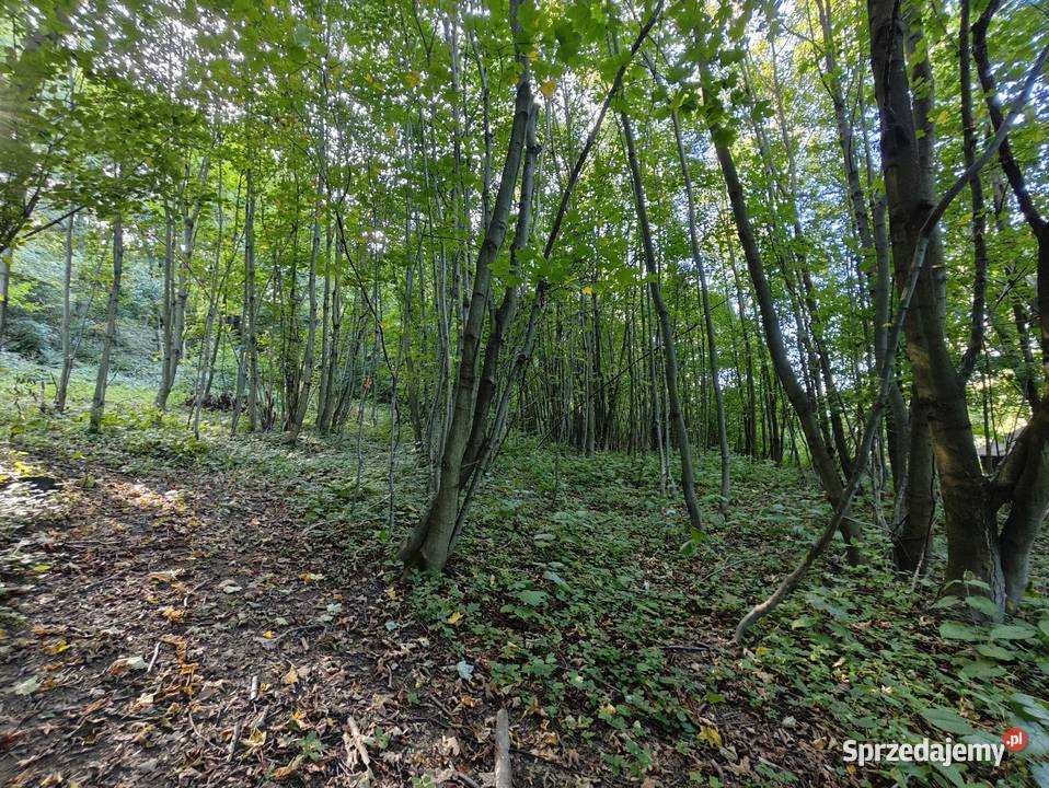 Działka leśnorekreacyjna 3 194 m Cergowa gm
