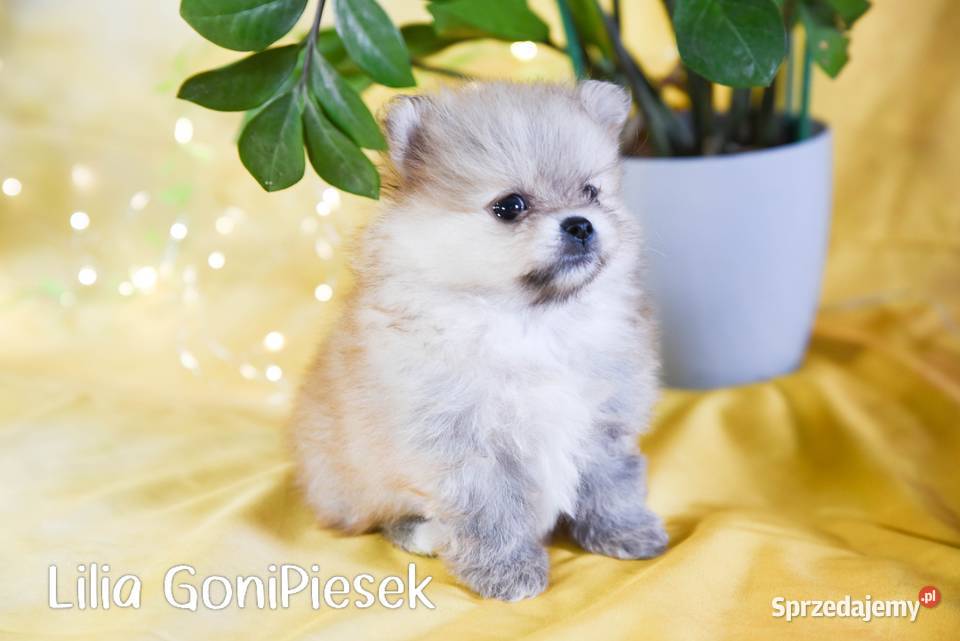 Pomeranian Szpic Miniaturowy Dłutów