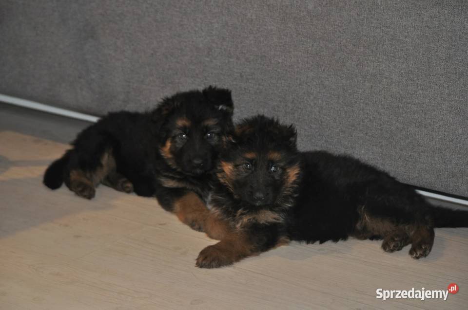 Owczarek Niemiecki Długowłosy szczenięta FCI Poniec