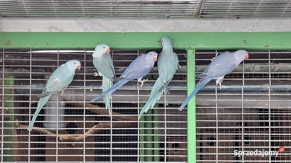 Aleksandretta aleksy aleksandretty obrożna Ptaki sprzedam