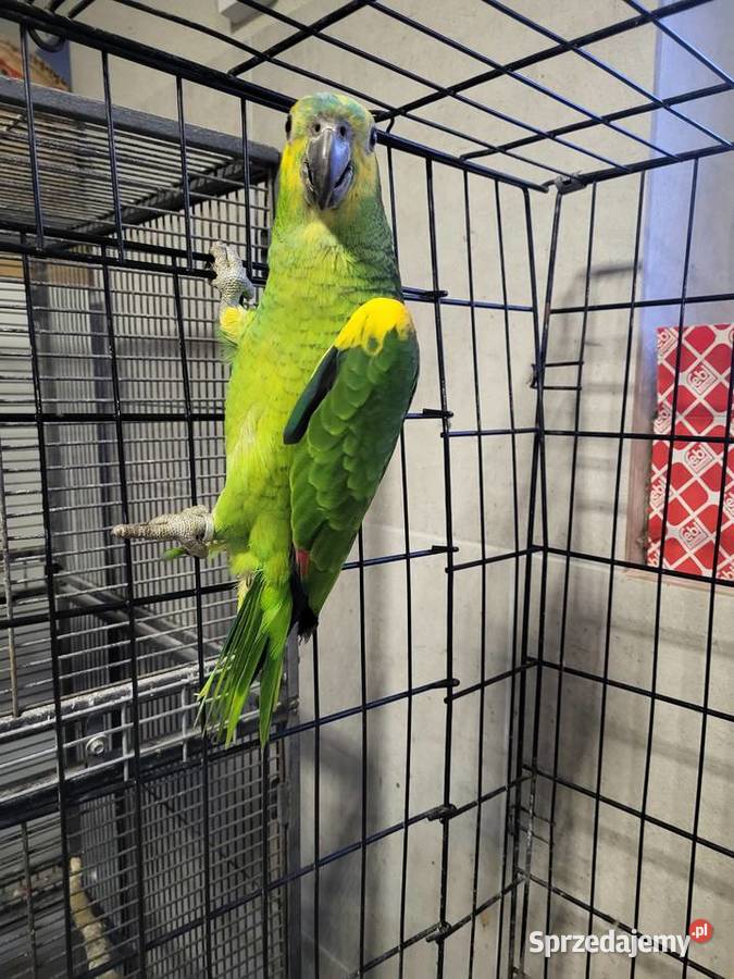 Amazonka niebieskoczelna żółtoskrzydła Aleksandrów Kujawski