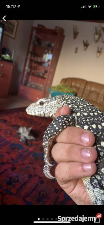 Vniloticus waran nilowy Łódź sprzedam