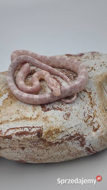 Samiec zbożówki snów het hypo