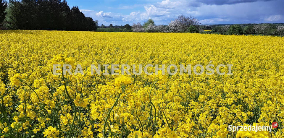 Działka 3001m2 Borowskie Gziki sprzedam