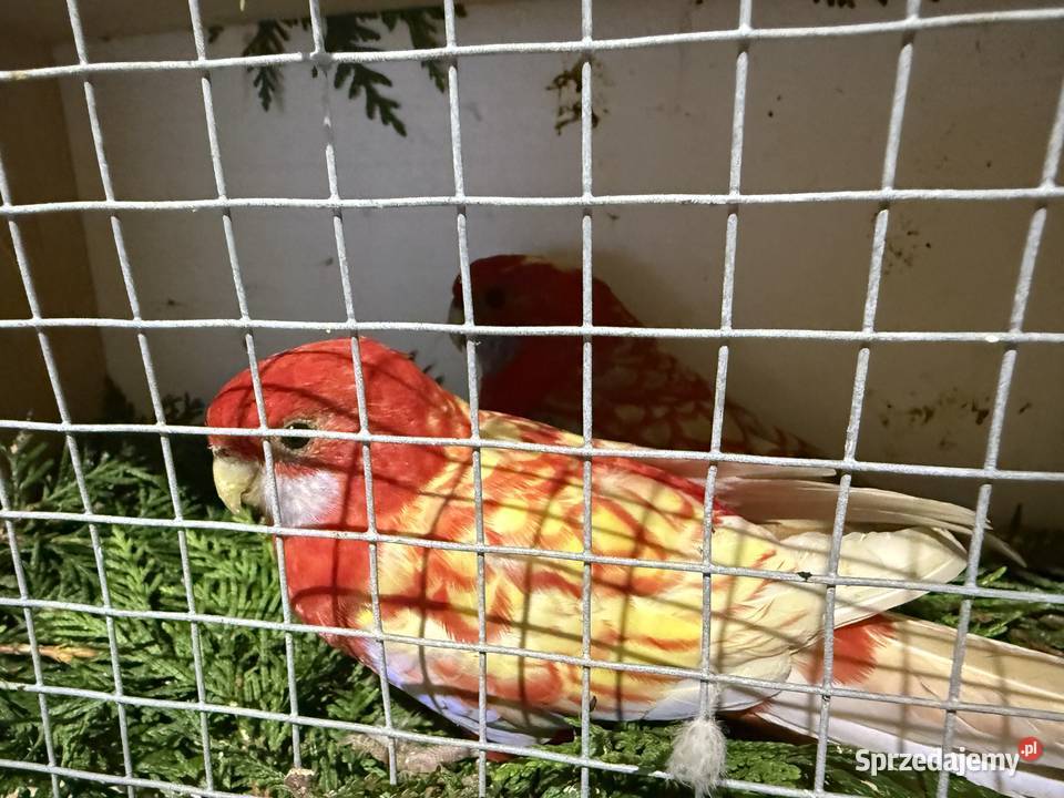 Częściowa likwidacja Rozella królewskiej Korwinów