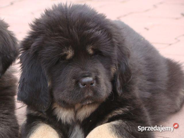 Mioty w hodowli Bisurman Psy Wrocław sprzedam