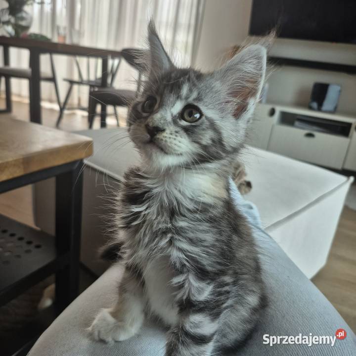 Maine coon kocięta Maine Coon Koty zachodniopomorskie