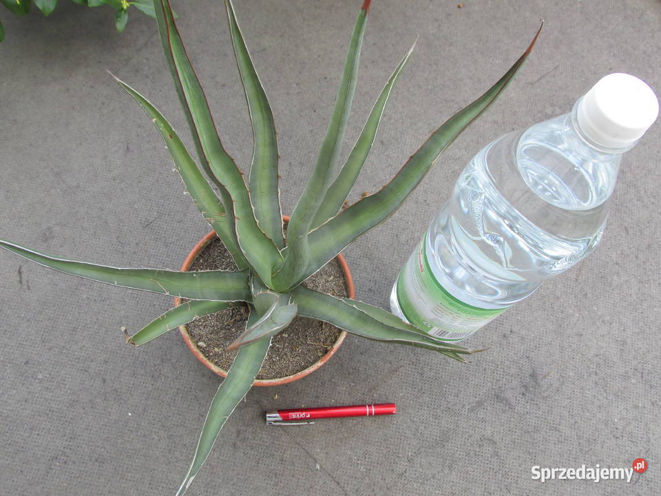 Mrozoodporna agawa do 18 C Agave funkiana ponad małopolskie Kraków