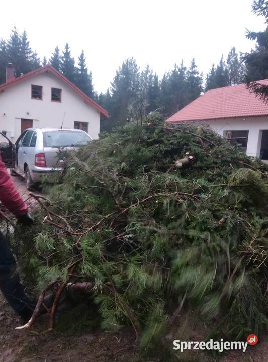 Gałęzie świerkowe i sosnowe na zrębki Barczewo