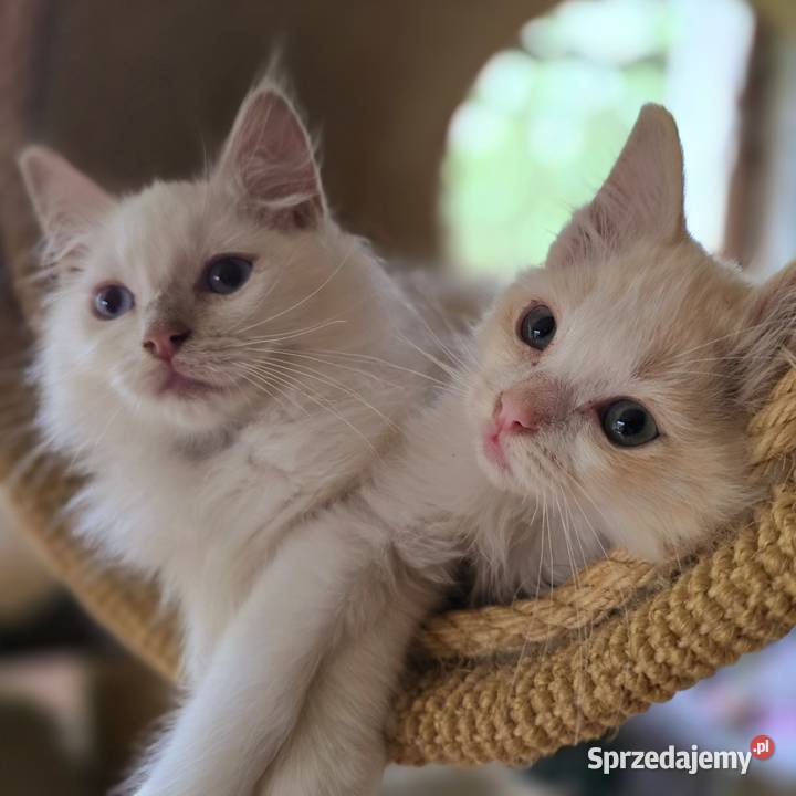 Ragdoll cherubim cremowy cynamonowy