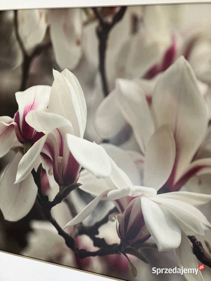 Piękny elegancki obraz grafika magnolie biała Nisko