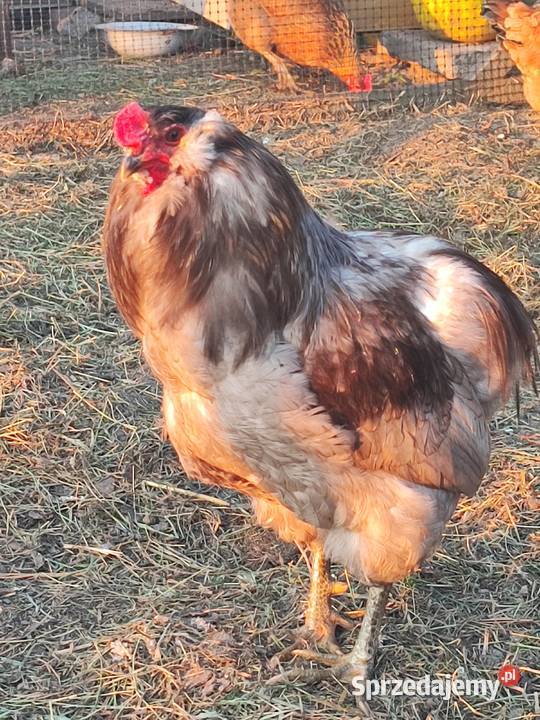 Kurczaki kury kogut Araucana Araukana