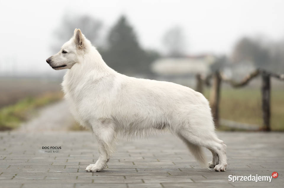 Biały Owczarek Szwajcarski FCIZKwP Owczarek mazowieckie Warszawa sprzedam