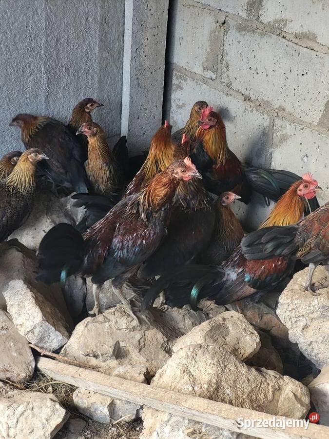 Sprzedam kury bankiwa Ptaki Górno-Parcele sprzedam