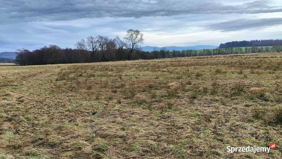 Działka na sprzedaż Gorzanów Dolnośląskie dolnośląskie
