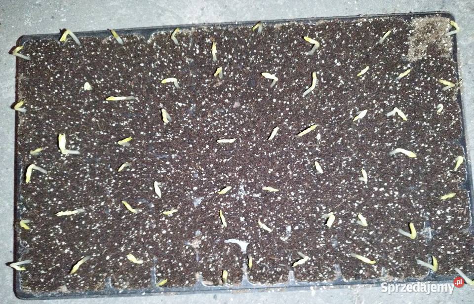 Sprzedam nasiona ziarno bobu Bizon Kalisz