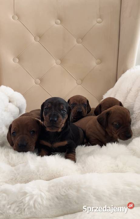 Śliczny piesek Jamnik miniaturka Kraków