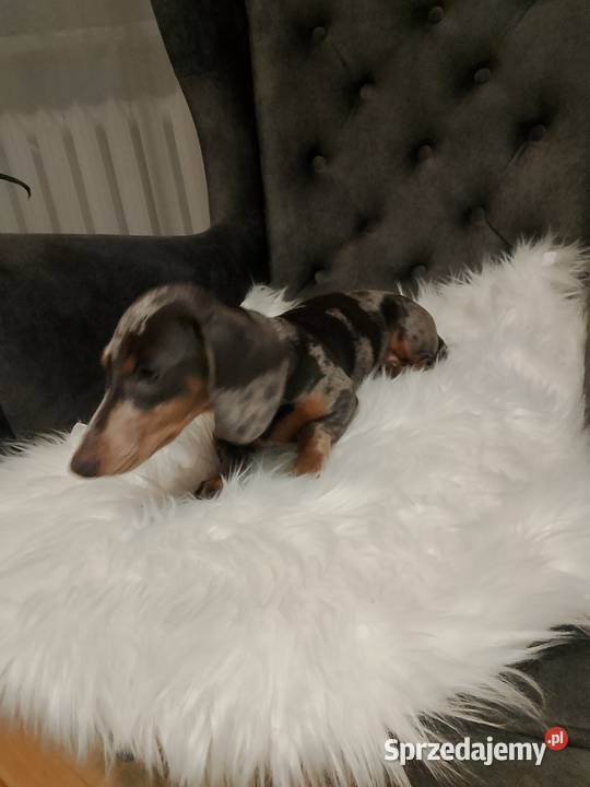 Jamnik Blue merle piesek Żyrardów