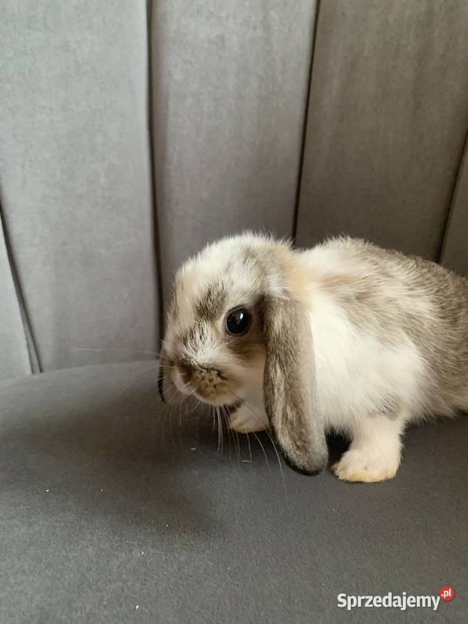 Królik miniaturka baranek mini lop Gniezno