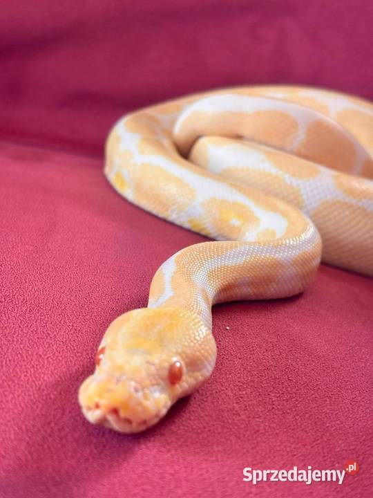 Pyton Królewski ALBINO Duże Terrarium MDF Płock sprzedam