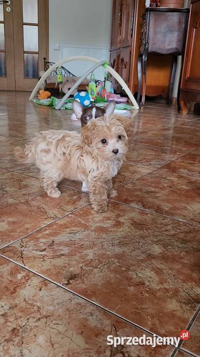 Maltipoo suczka wielkopolskie Poznań