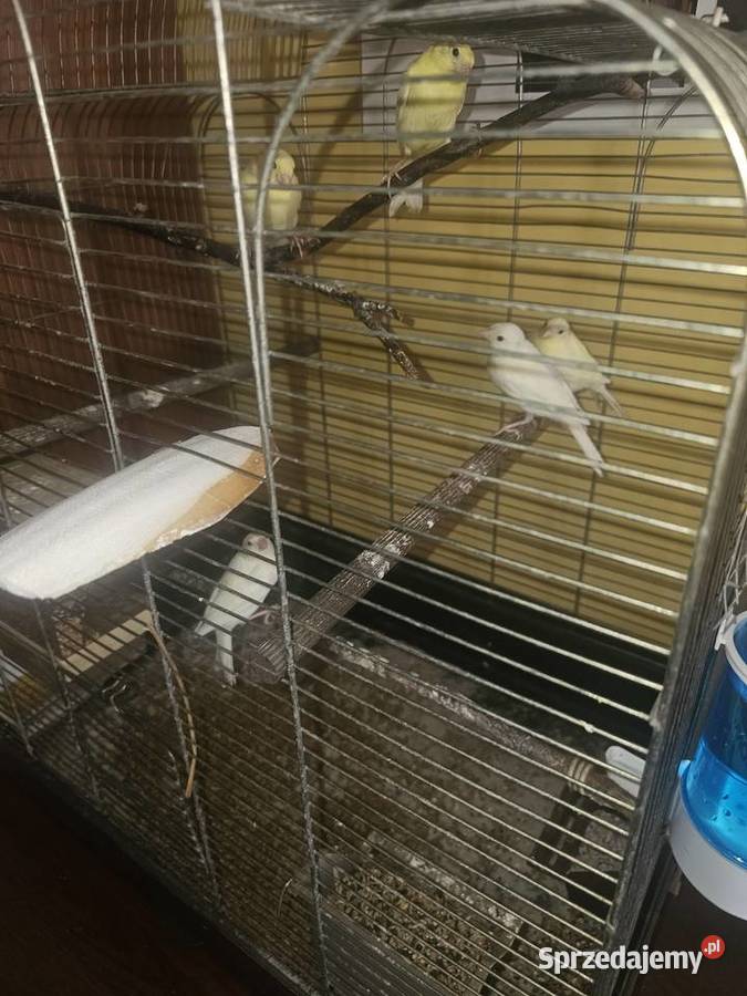 Sprzedam kanarki Godów