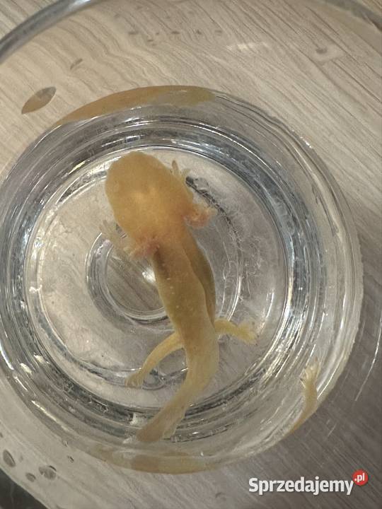 Aksolotl Axolotl Salamandra Meksykańska Płaz Gady i płazy Kępno sprzedam