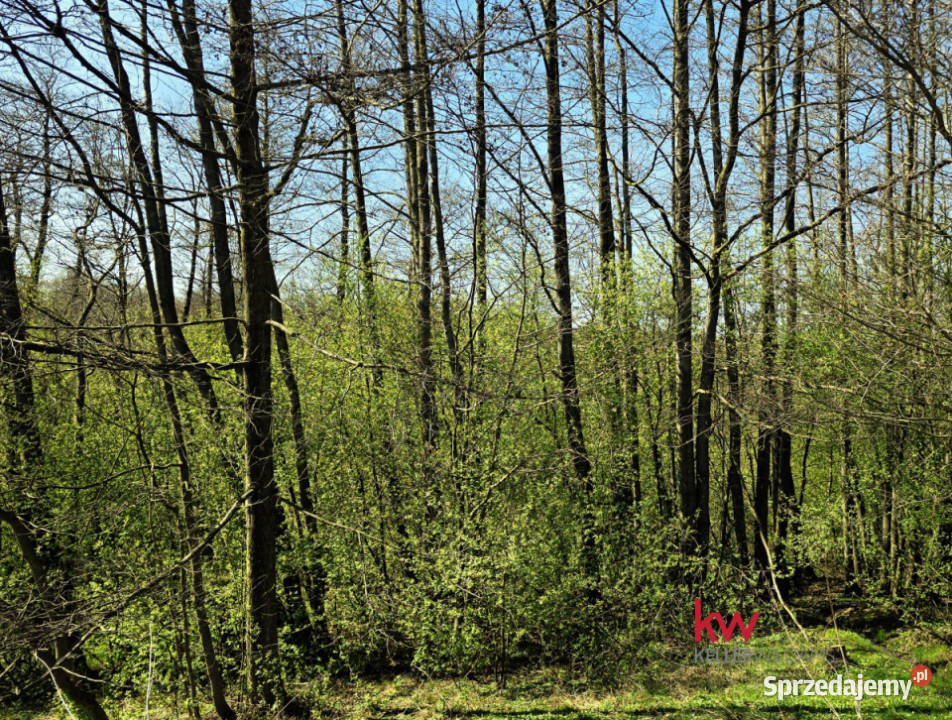 sprzedaży gruntu 3040m2 Świętoszówka
