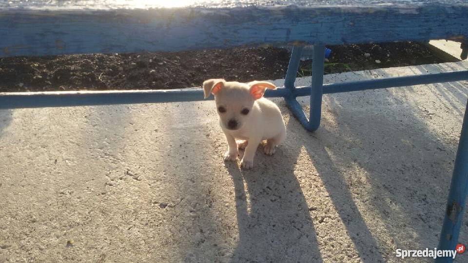 Ratlerek świętokrzyskie Busko-Zdrój sprzedam