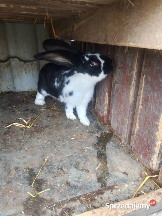 Króliki Samiec Wiedeński i inne łódzkie