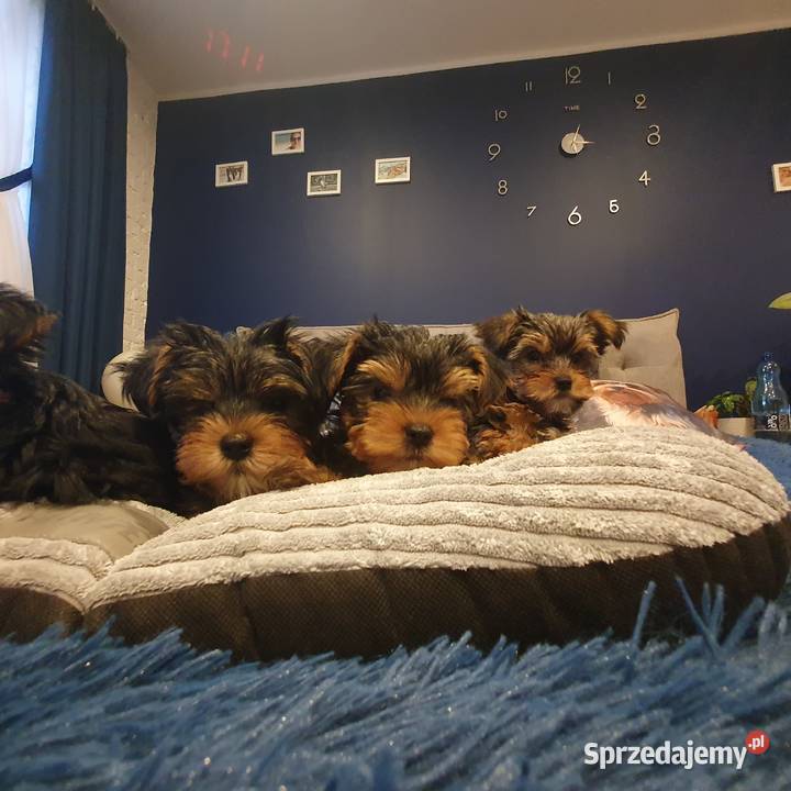 Sprzedam Pieski York Gliwice