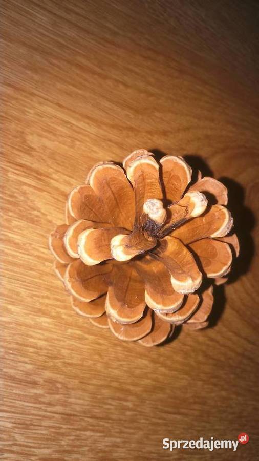 Piękne naturalne szyszki na choinkę na ozdoby Lublin