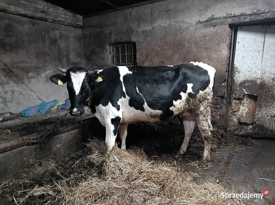 Jałówka wysokocielna wielkopolskie