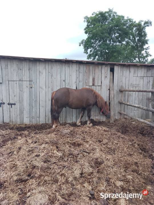 sprzedam ogiera zimnokwistego Gąbin