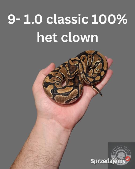 Pyton Królewski Classic het Clown Gady i płazy Gady i płazy