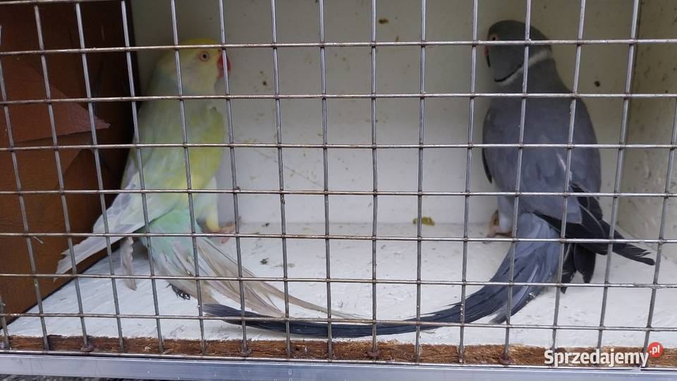 Sprzedam papugi Chrzelice