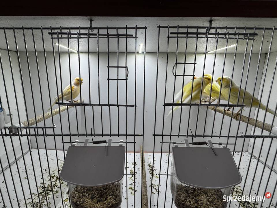 Kanarki Samce małopolskie