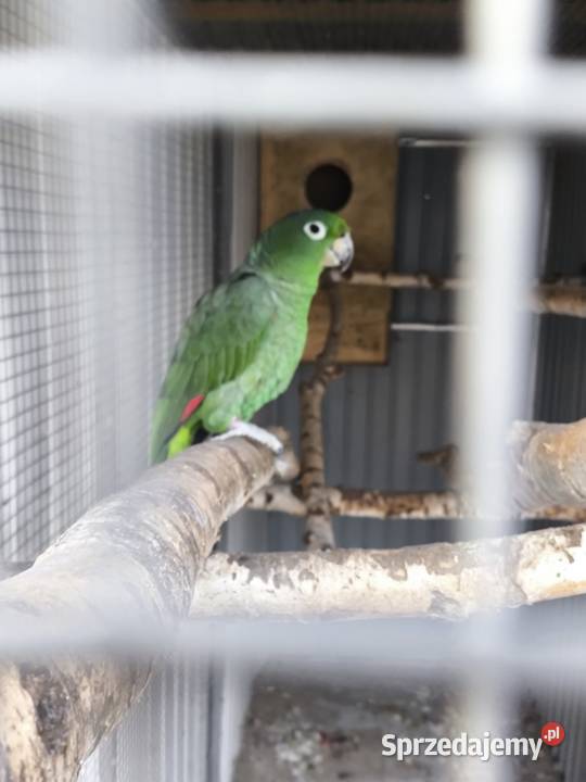 Amazonka Skromna Mączna Niepołomice