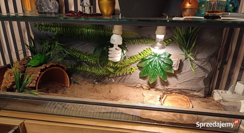 Terrarium z wyposażeniem 100x40x40 śląskie Sączów sprzedam