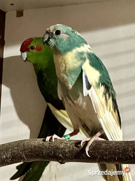 Modrolotka para lęgowa Ptaki