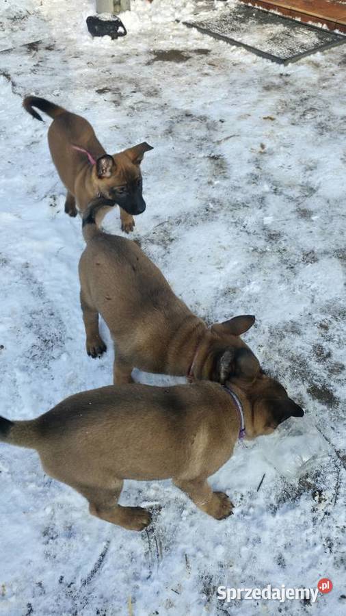 Owczarek belgijski Psy