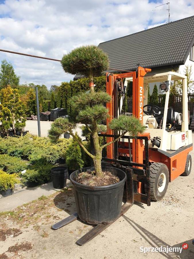 BONSAI z Sosny Czarnej HIT Rydzyny