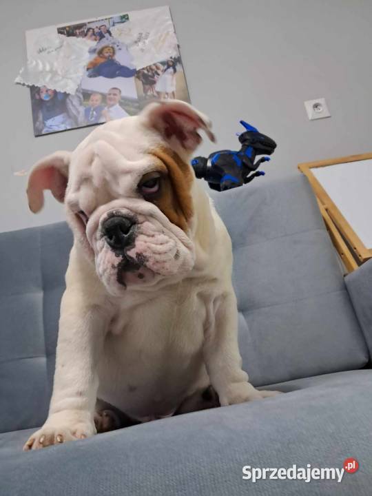 Buldog angielski fci Bodzentyn