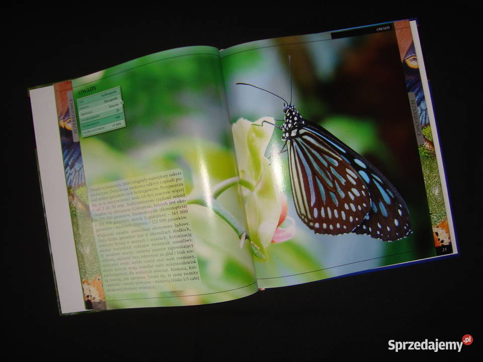 Album Bezkręgowce Stawonogi Owady z fotoopisem twarda Kultura i Rozrywka