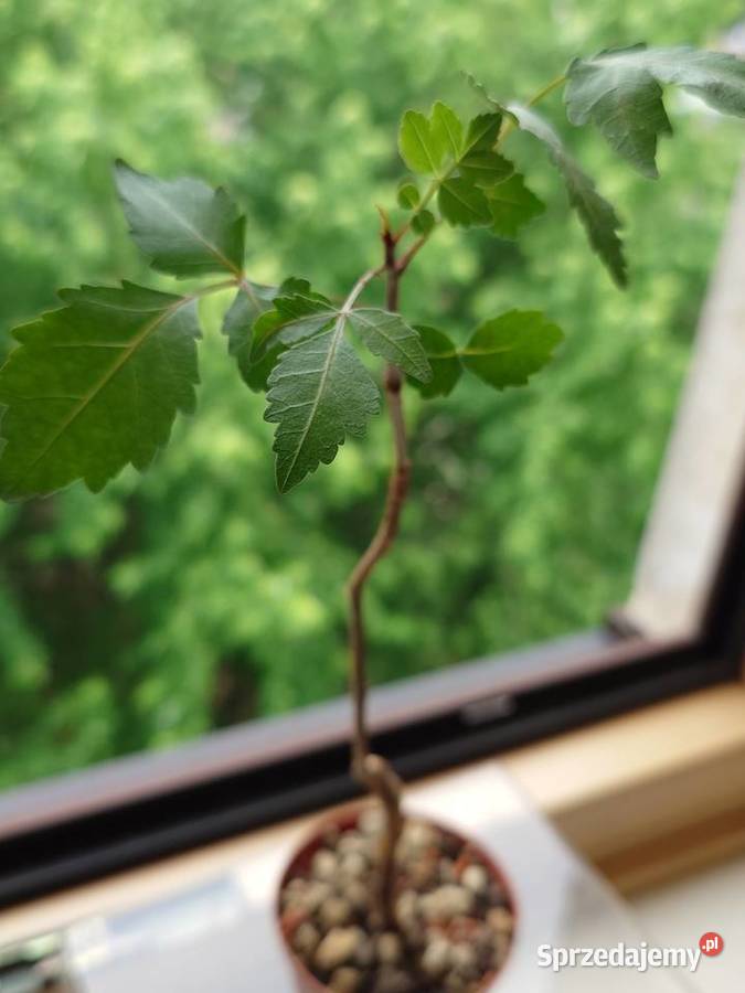 Bursera fagaroides kaudeks sukulent z kolekcji mazowieckie Warszawa